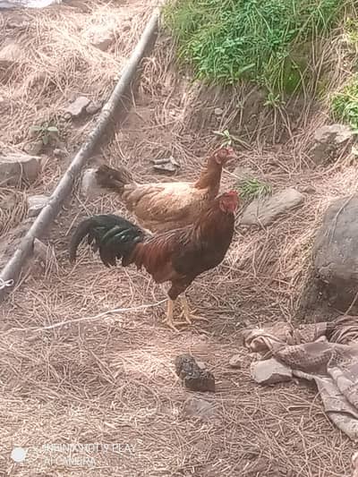 1 Male And 1 female/ hen Asal Desi hai Eggs pr bethti hai/Contact