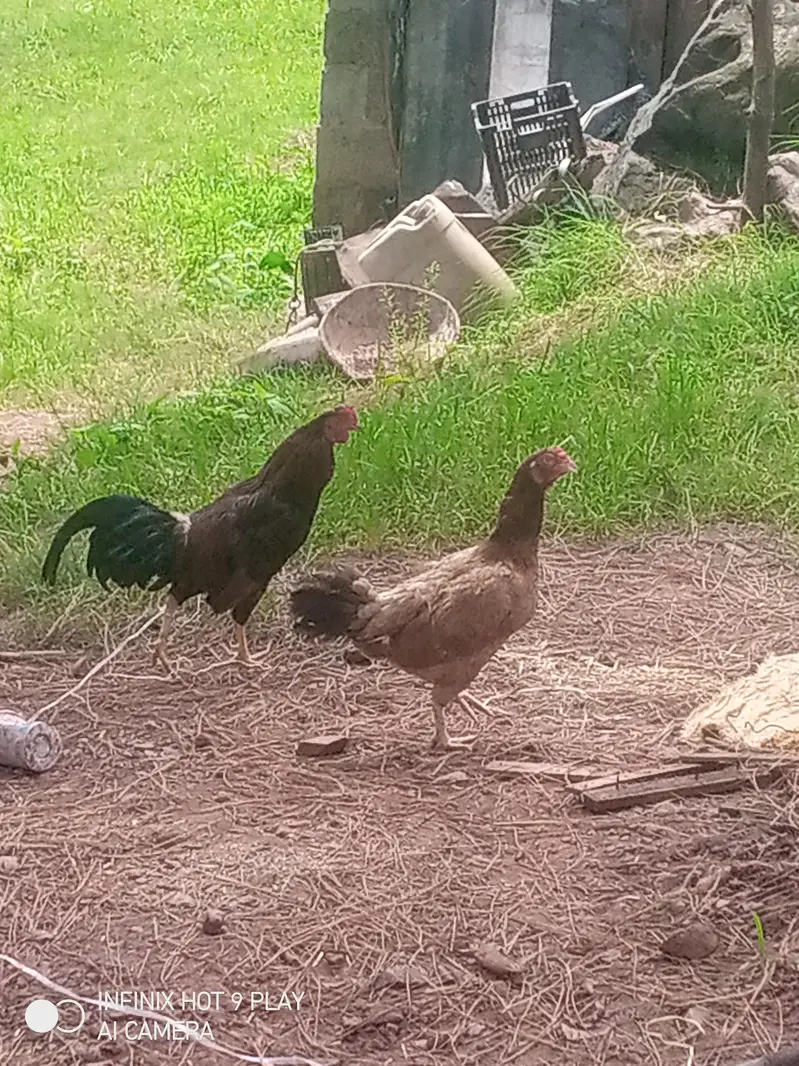 1 Male And 1 female/ hen Asal Desi hai Eggs pr bethti hai/Contact — photo 2