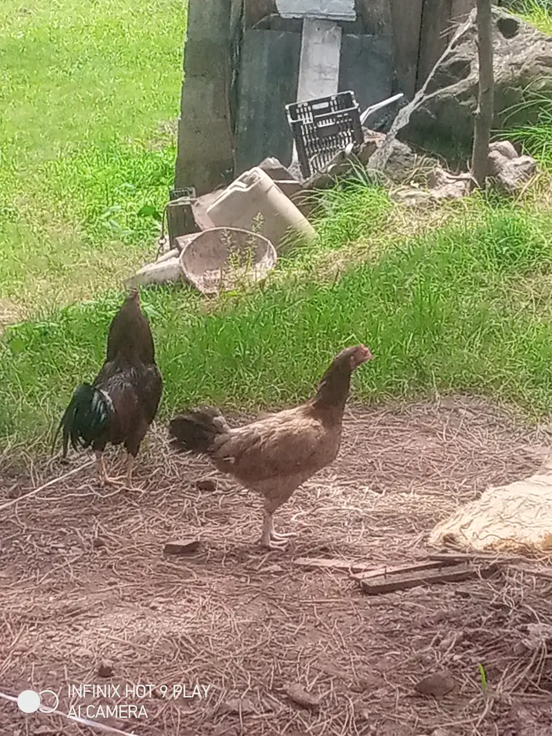 1 Male And 1 female/ hen Asal Desi hai Eggs pr bethti hai/Contact — photo 3