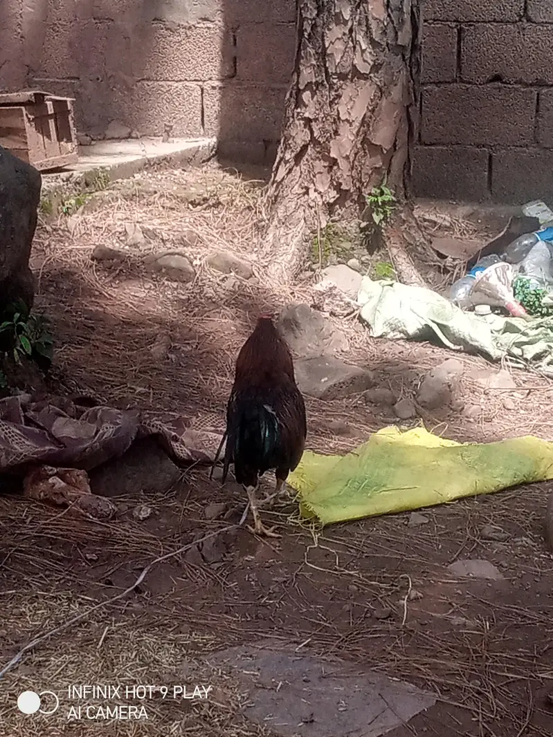 1 Male And 1 female/ hen Asal Desi hai Eggs pr bethti hai/Contact — photo 4
