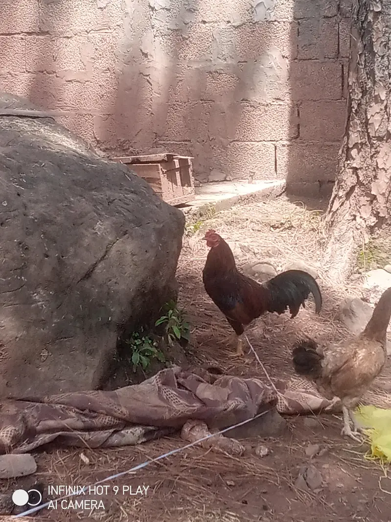 1 Male And 1 female/ hen Asal Desi hai Eggs pr bethti hai/Contact — photo 5