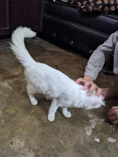 Playful & Healthy White Persian Mix Kitten for Sale! 