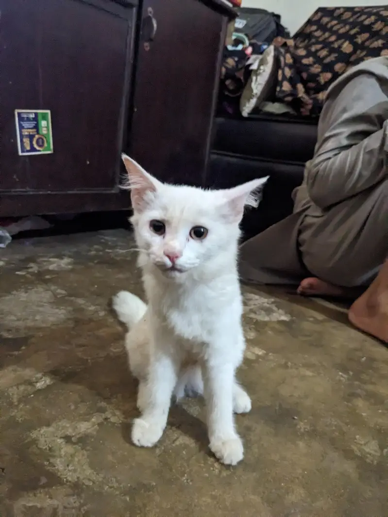 Playful & Healthy White Persian Mix Kitten for Sale!  — photo 2