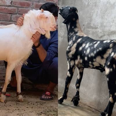 Shera tapra /tedda/ Tedi Bakra. 0308///3333///724