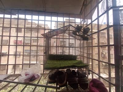Cage for Sale 1.5x1 Size Good Condition like new with Grass sheet