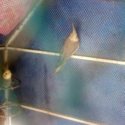 cocktail for sale