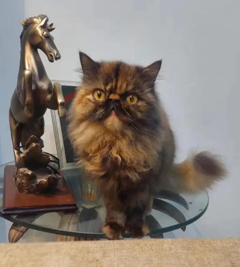 Persian Peke Face Breeder Female Cat | Piki Kittens | Peki Kitten