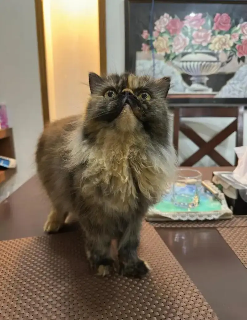 Persian Peke Face Breeder Female Cat | Piki Kittens | Peki Kitten — photo 2