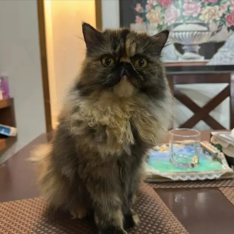 Persian Peke Face Breeder Female Cat | Piki Kittens | Peki Kitten — photo 3