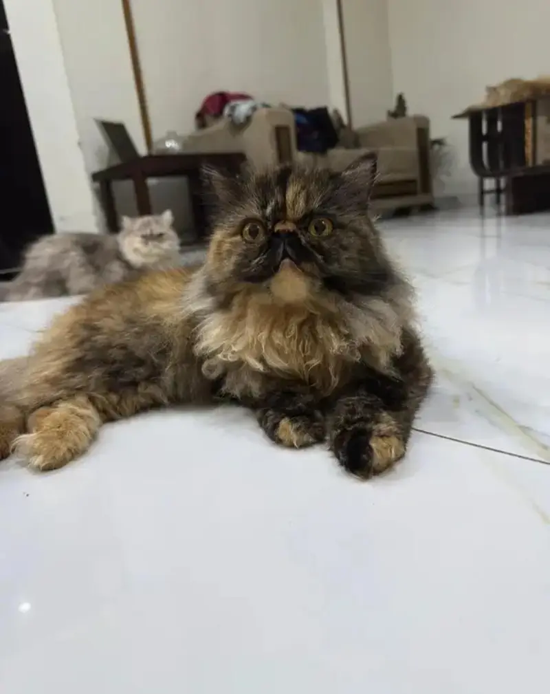 Persian Peke Face Breeder Female Cat | Piki Kittens | Peki Kitten — photo 4