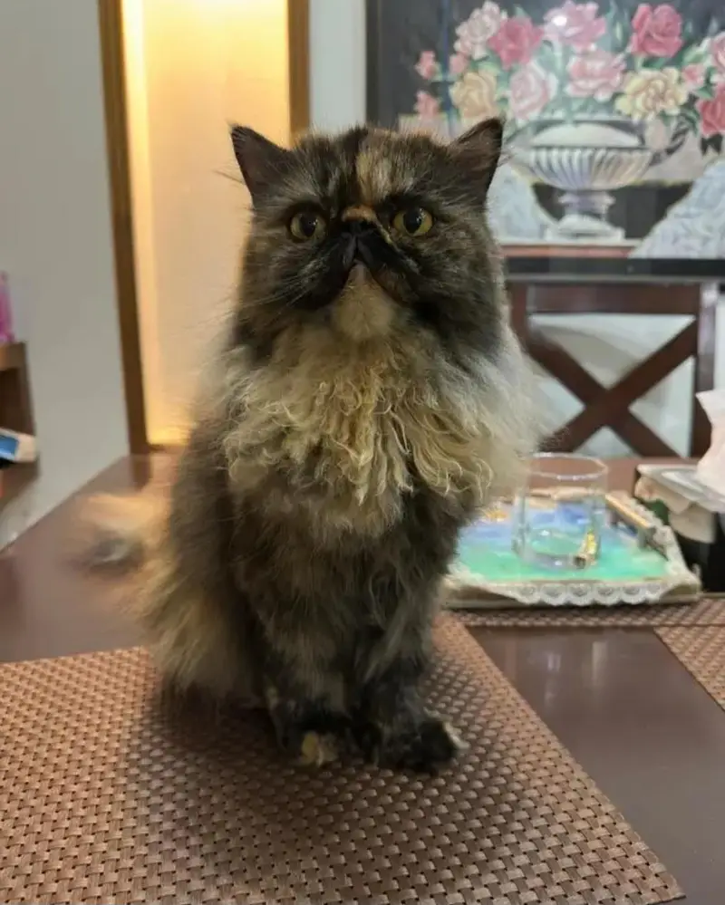 Persian Peke Face Breeder Female Cat | Piki Kittens | Peki Kitten — photo 5