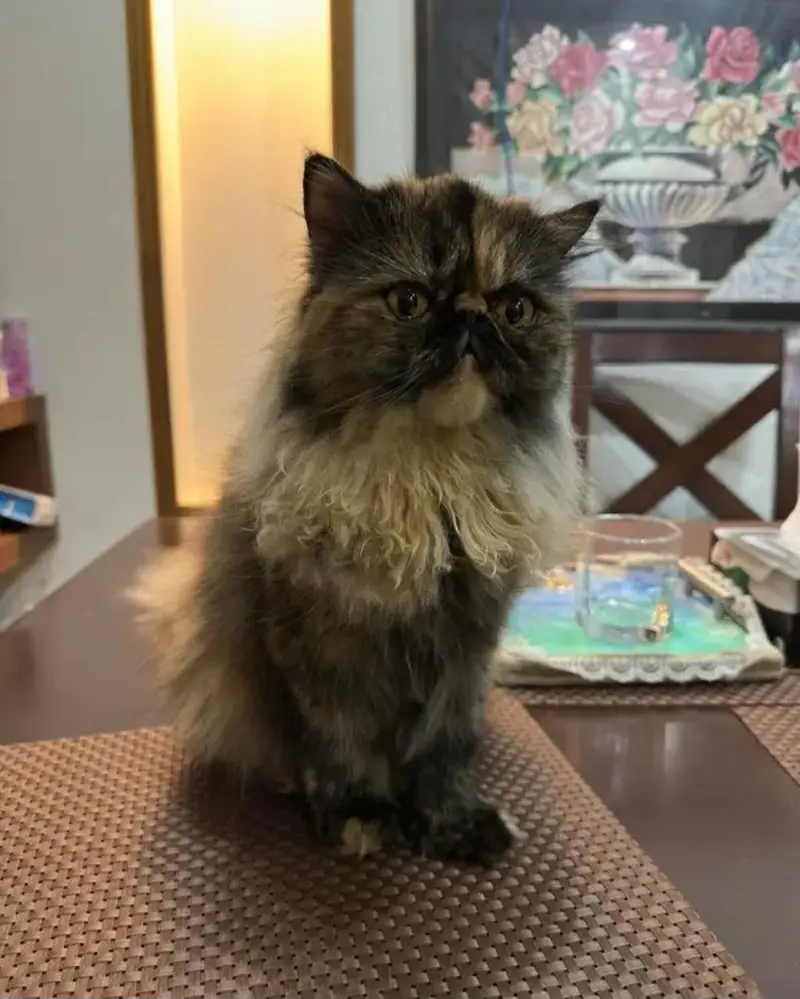 Persian Peke Face Breeder Female Cat | Piki Kittens | Peki Kitten — photo 6