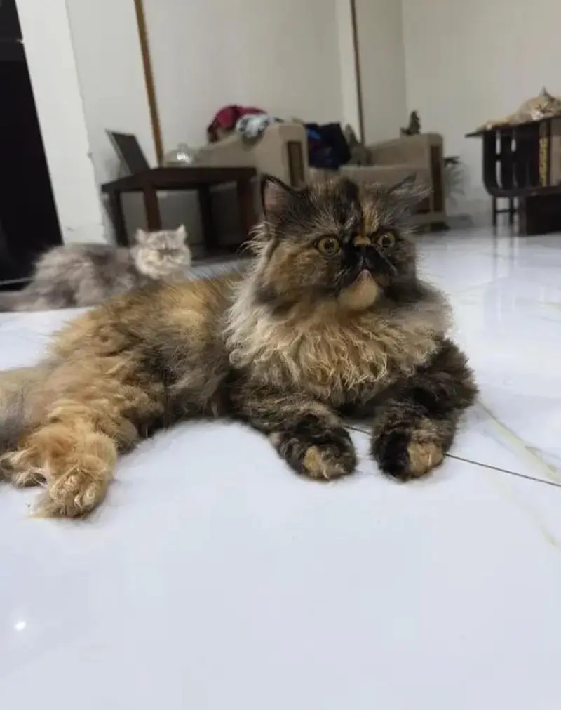 Persian Peke Face Breeder Female Cat | Piki Kittens | Peki Kitten — photo 7
