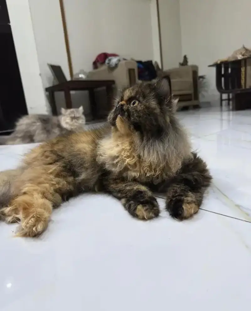 Persian Peke Face Breeder Female Cat | Piki Kittens | Peki Kitten — photo 8