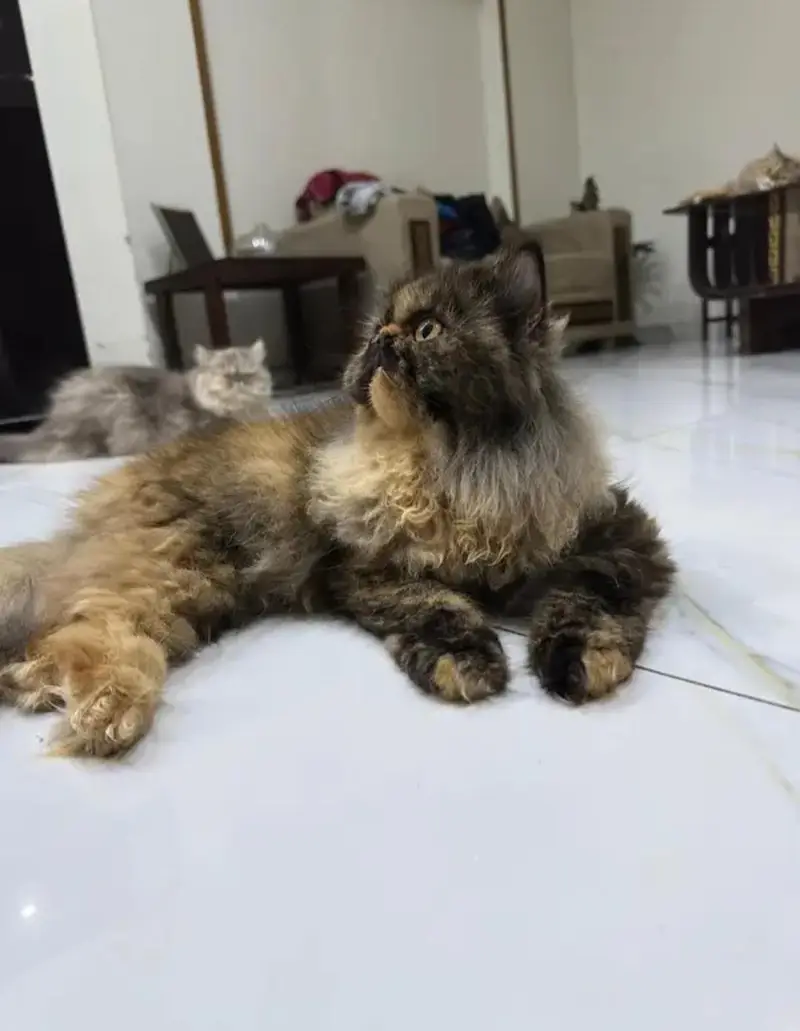 Persian Peke Face Breeder Female Cat | Piki Kittens | Peki Kitten — photo 9