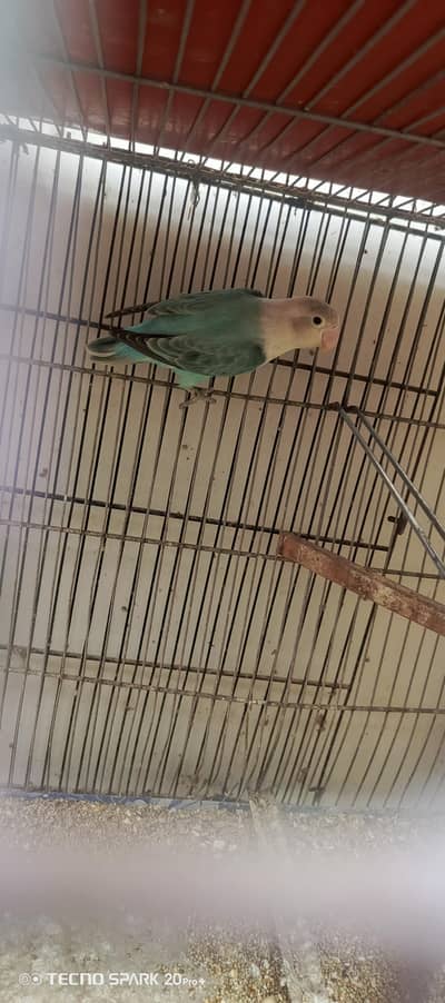 love birds