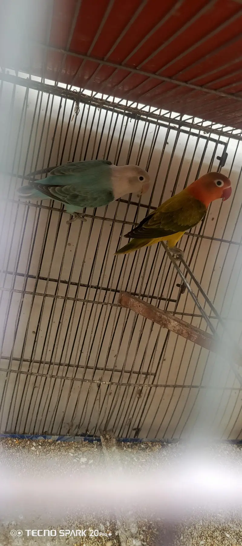 love birds — photo 2