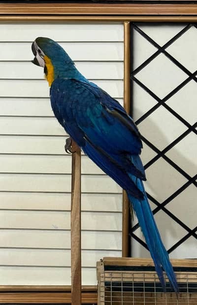 Blue and Gold Macaw  For Sale