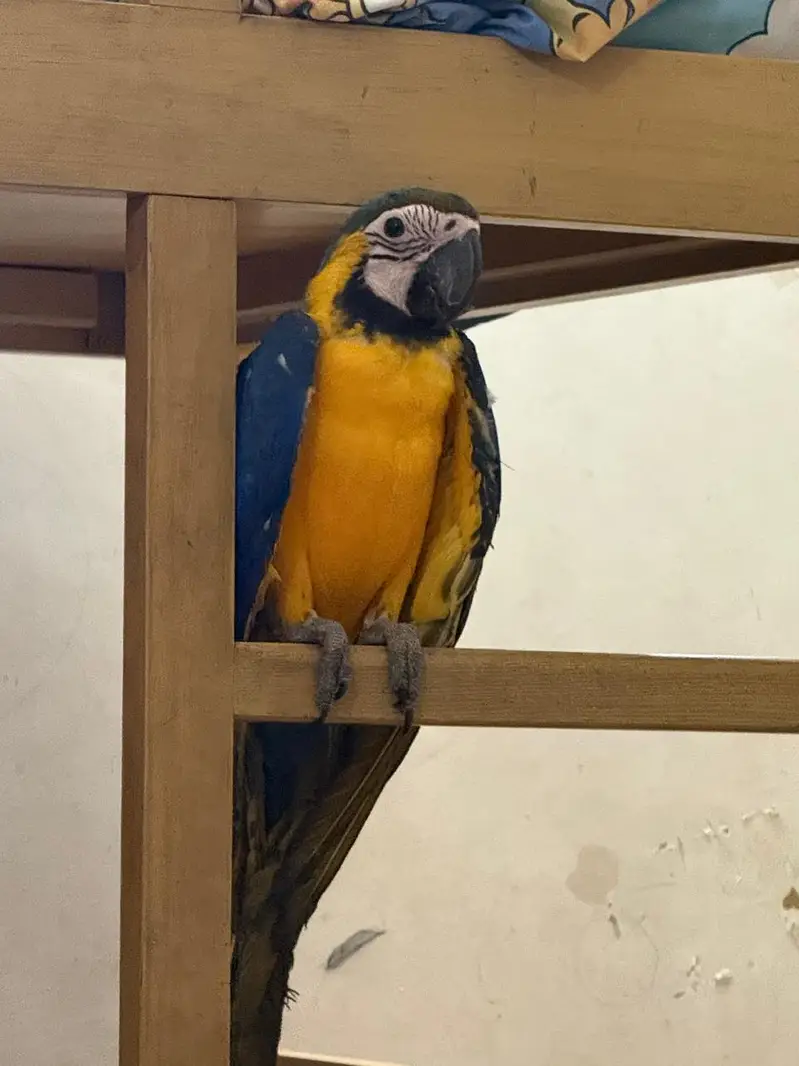 Blue and Gold Macaw  For Sale — photo 2