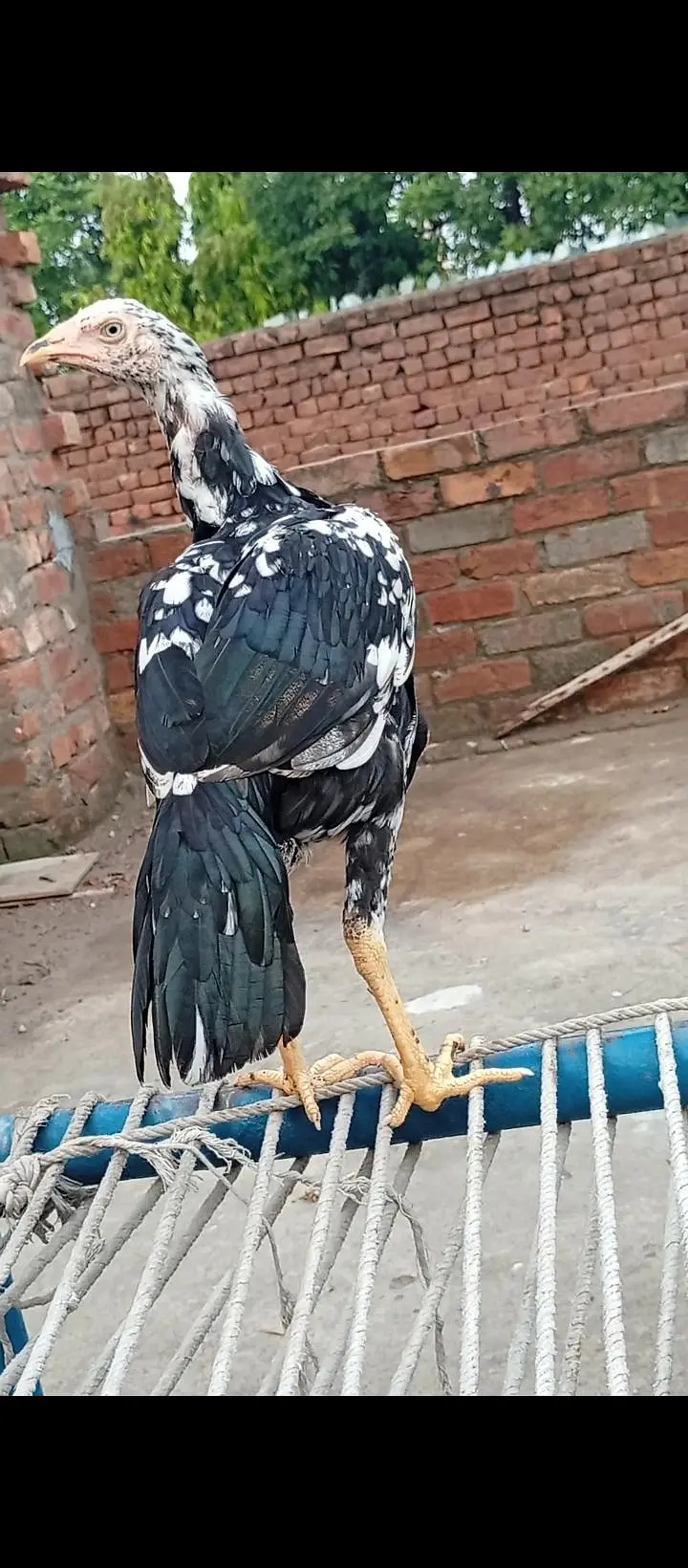 Lasani aseel pathi — photo 2