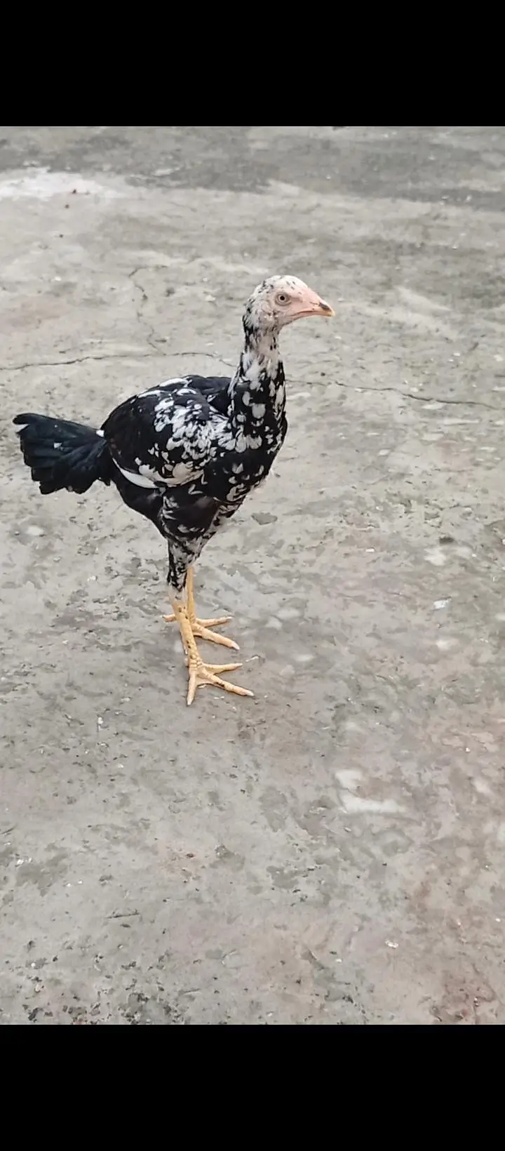 Lasani aseel pathi — photo 3
