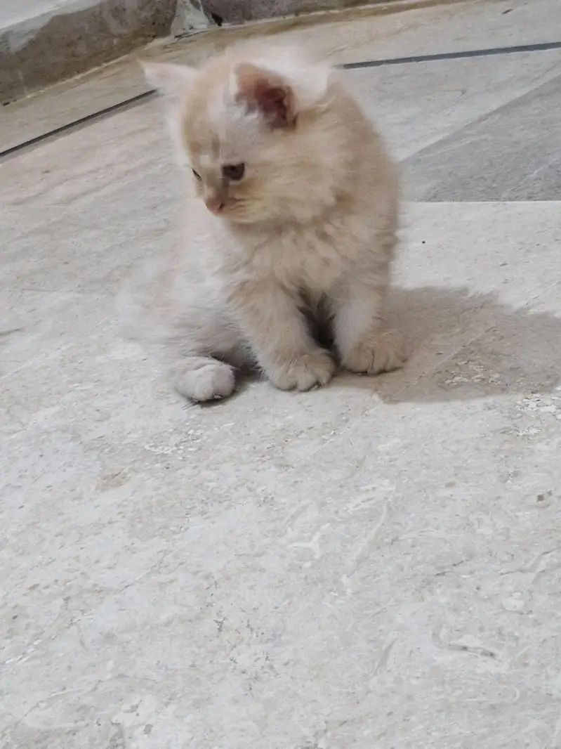 Persian kittens. Whatapp//03704//602354 — photo 2