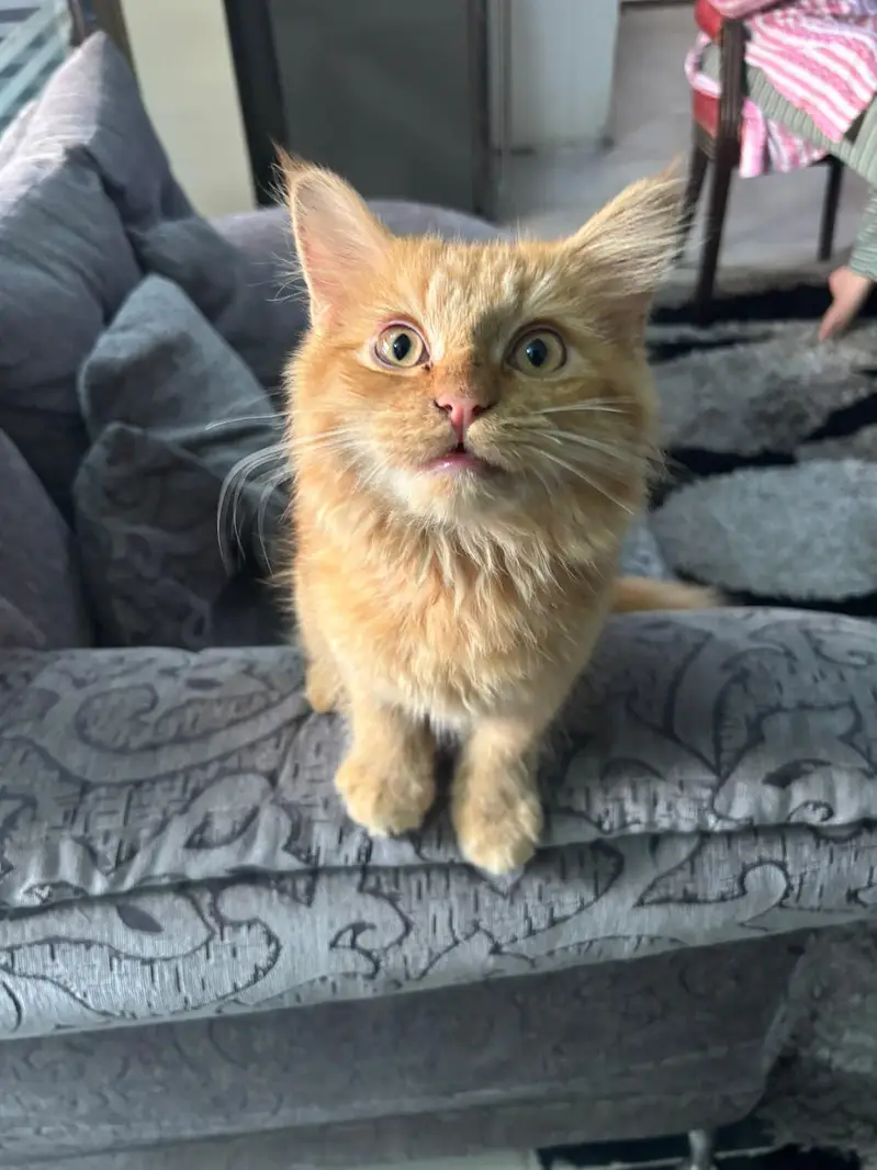 Persian Cat — photo 2