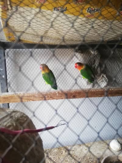 love bird pair for sale