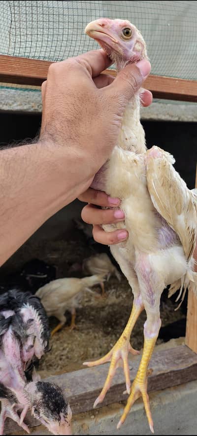 Shamo pure high quality chicks available