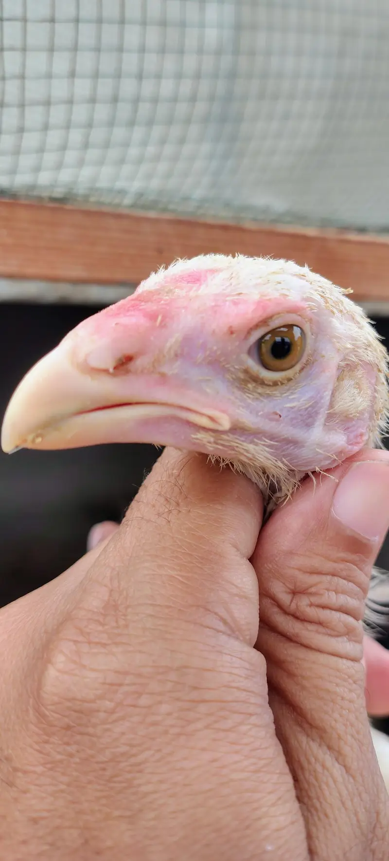 Shamo pure high quality chicks available — photo 2