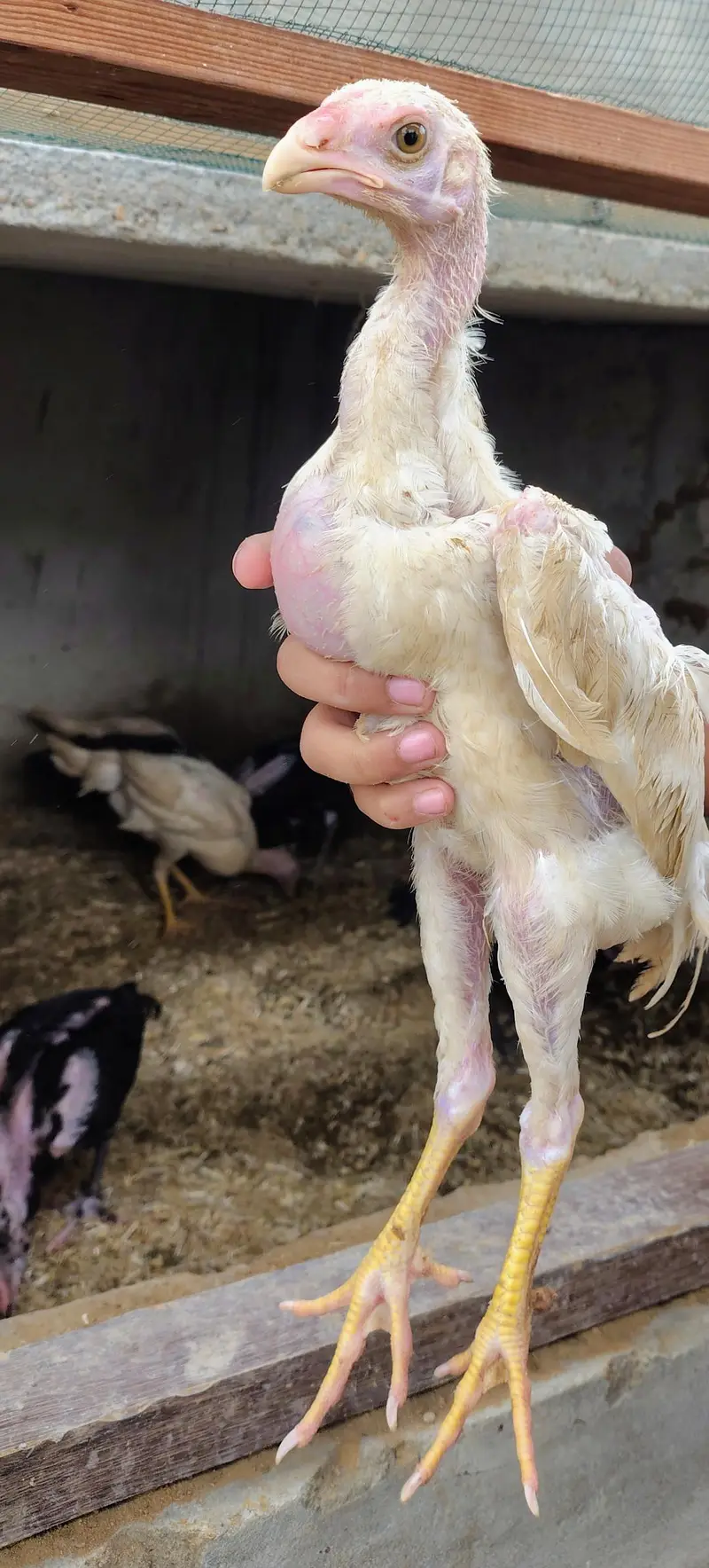 Shamo pure high quality chicks available — photo 3