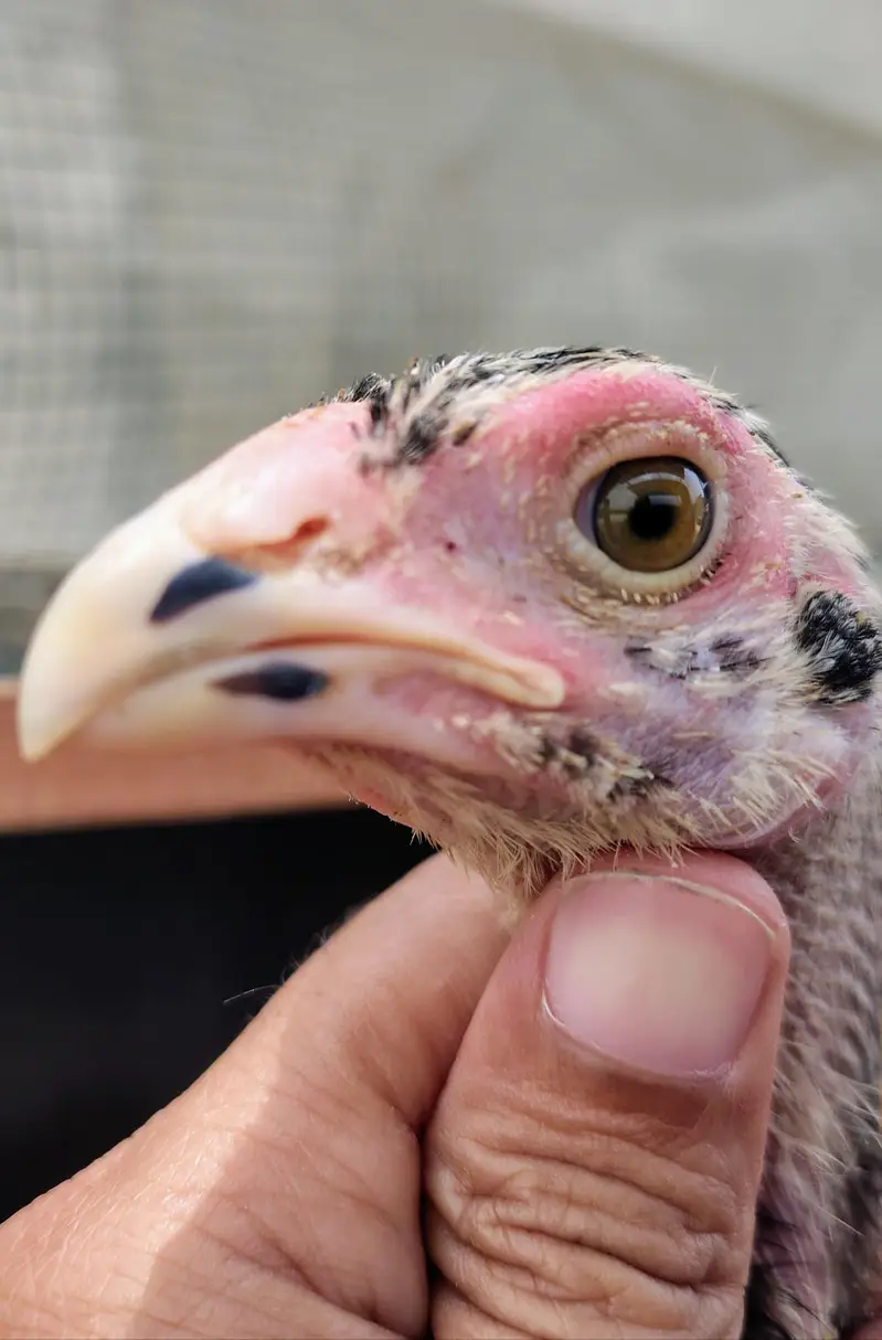 Shamo pure high quality chicks available — photo 4