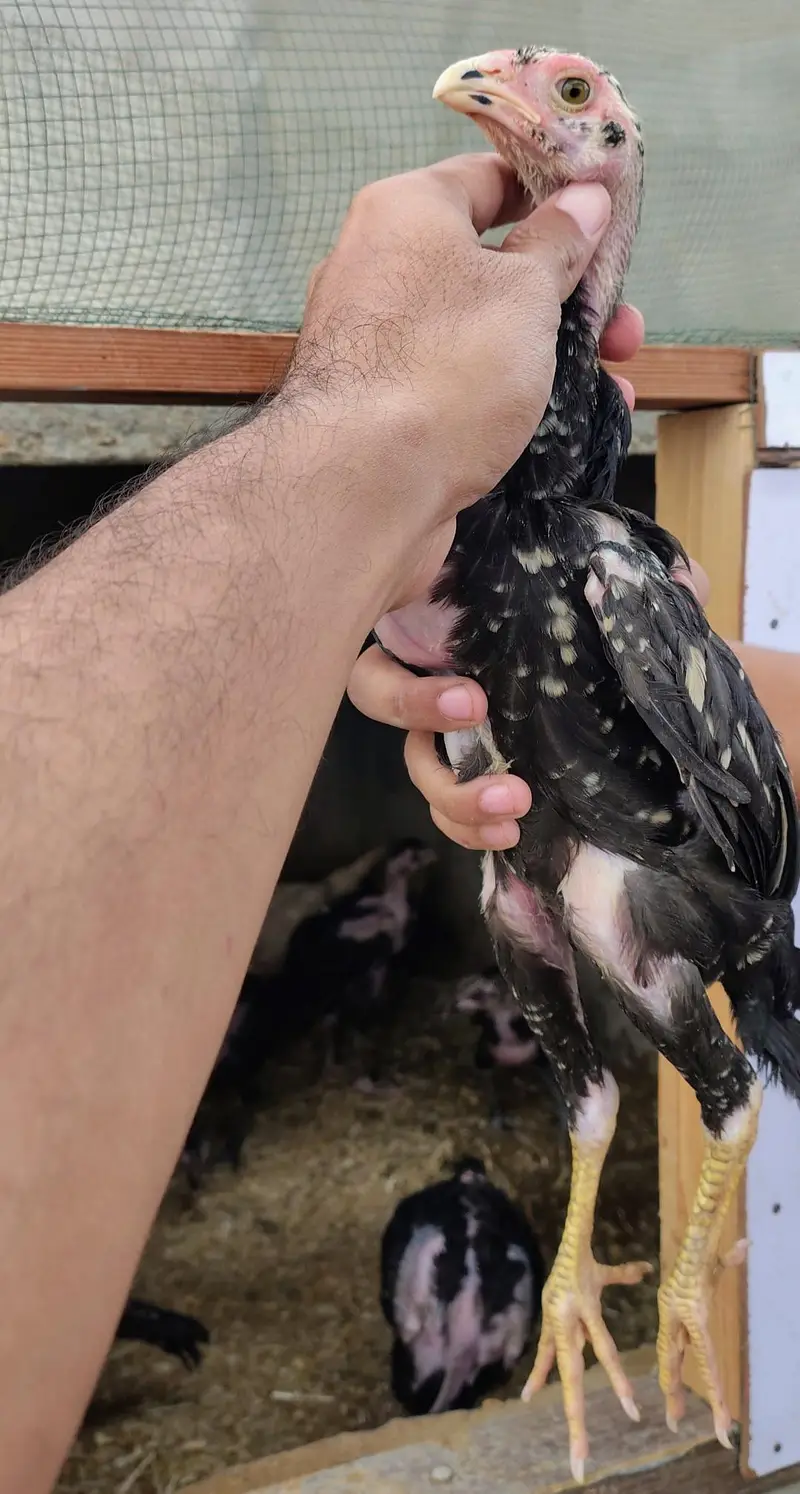 Shamo pure high quality chicks available — photo 5