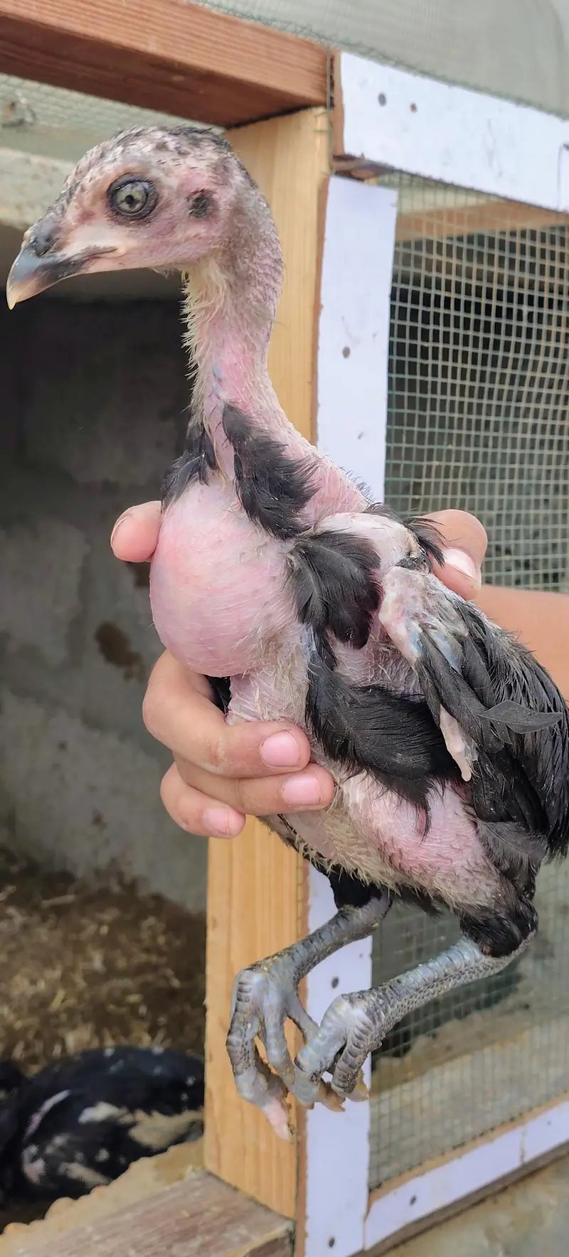 Shamo pure high quality chicks available — photo 6