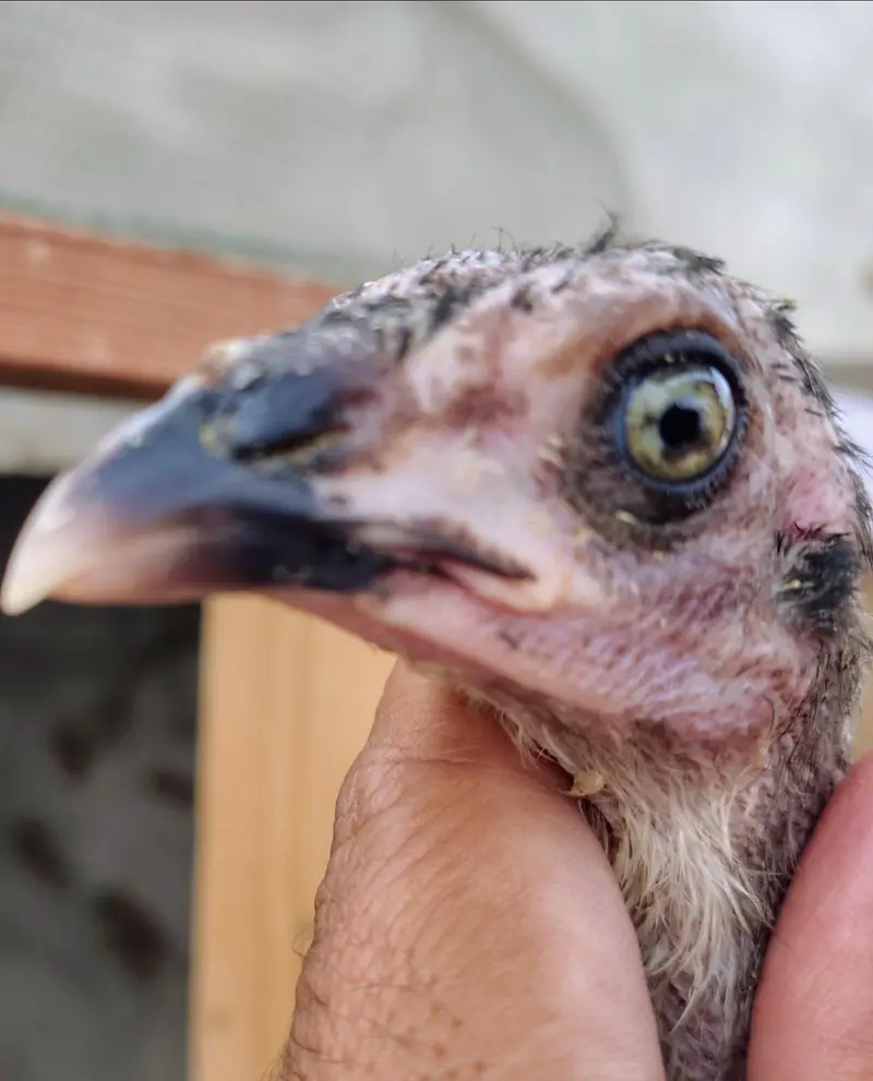 Shamo pure high quality chicks available — photo 7