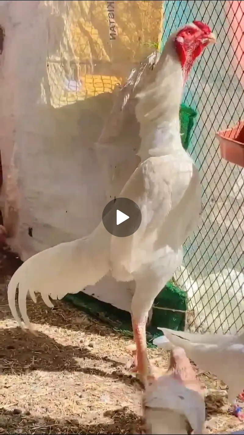 Shamo pure high quality chicks available — photo 8
