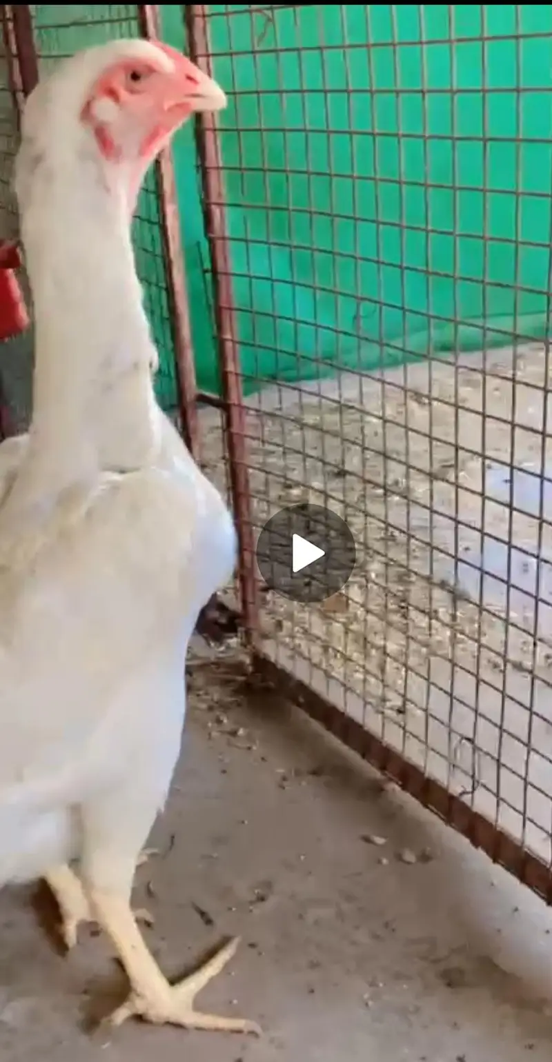 Shamo pure high quality chicks available — photo 9