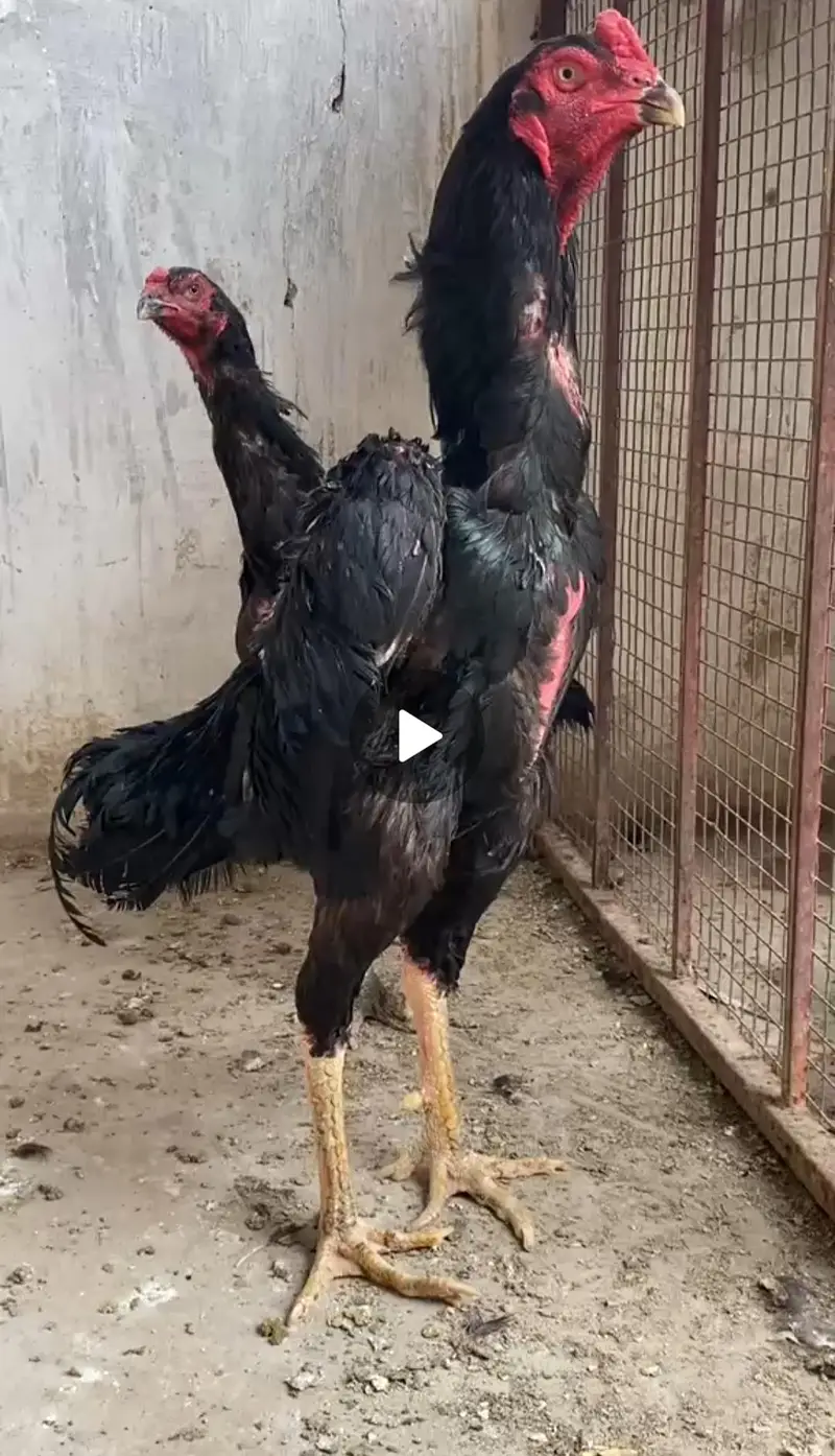 Shamo pure high quality chicks available — photo 10