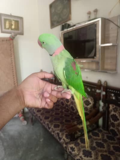 raw parrot 