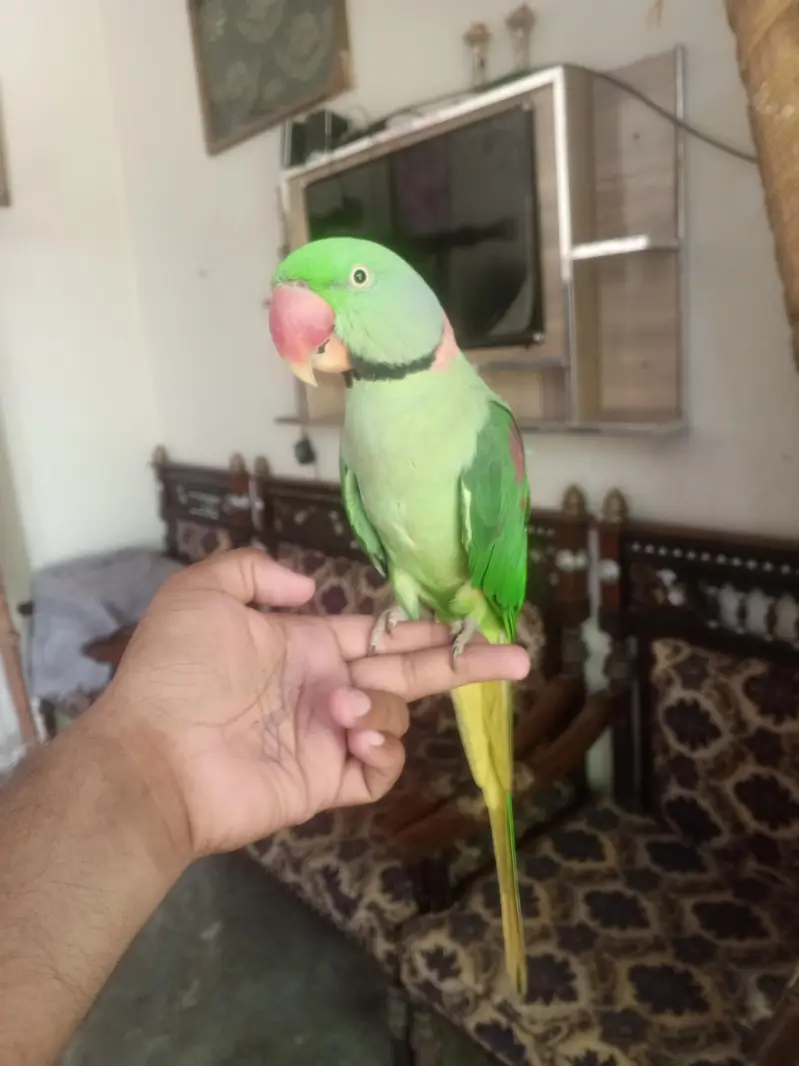 raw parrot  — photo 2