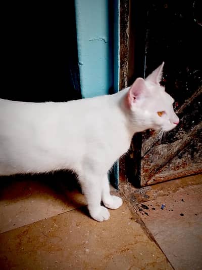 Dome stic short hair cat Mahallah