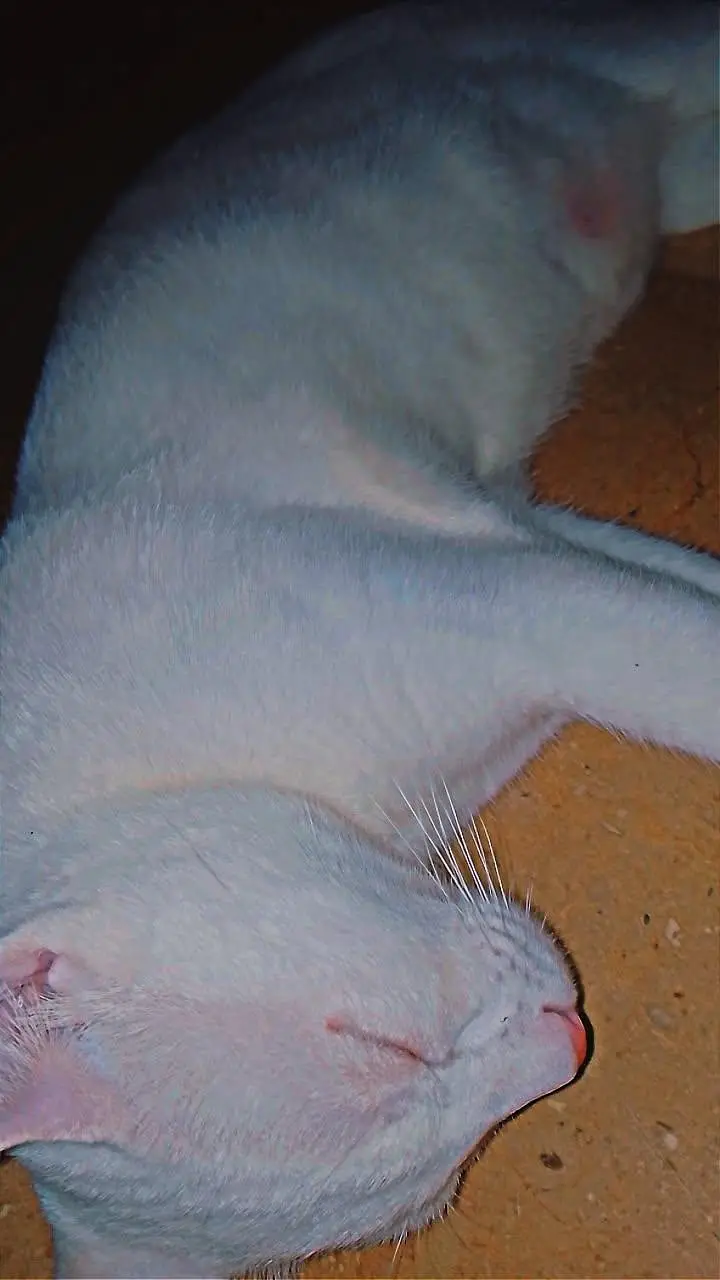 Dome stic short hair cat Mahallah — photo 2