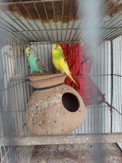 Australian parrot for sale