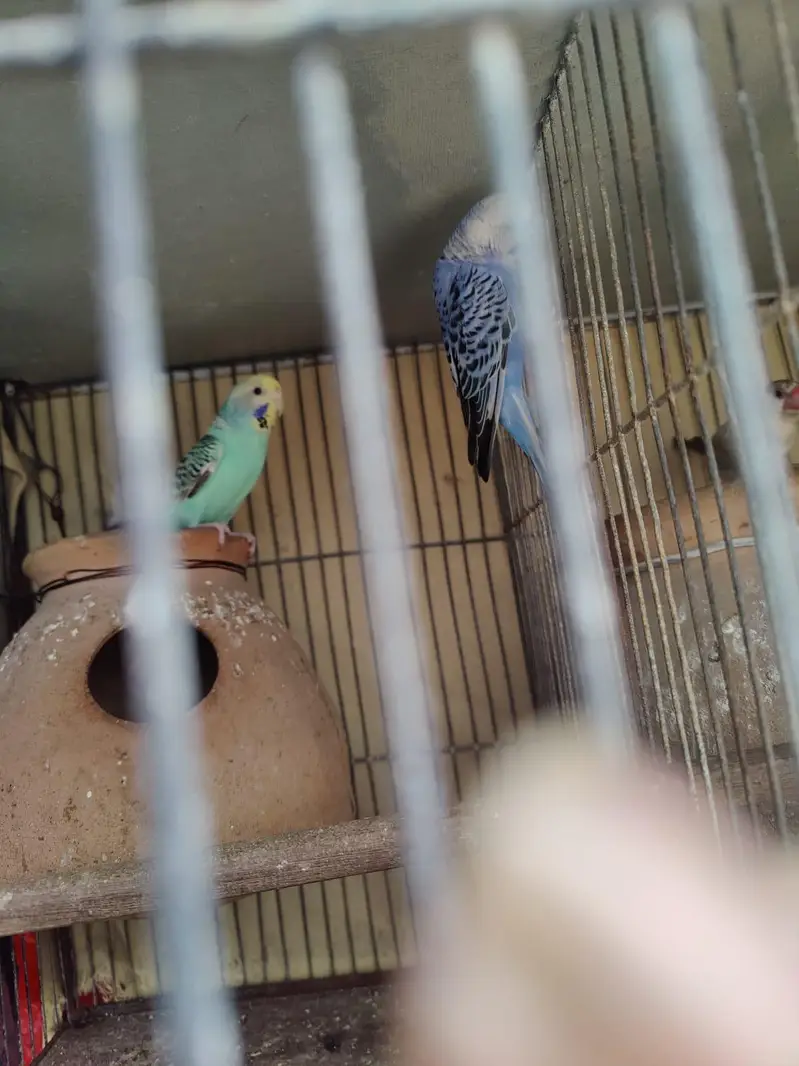 Australian parrot for sale — photo 2