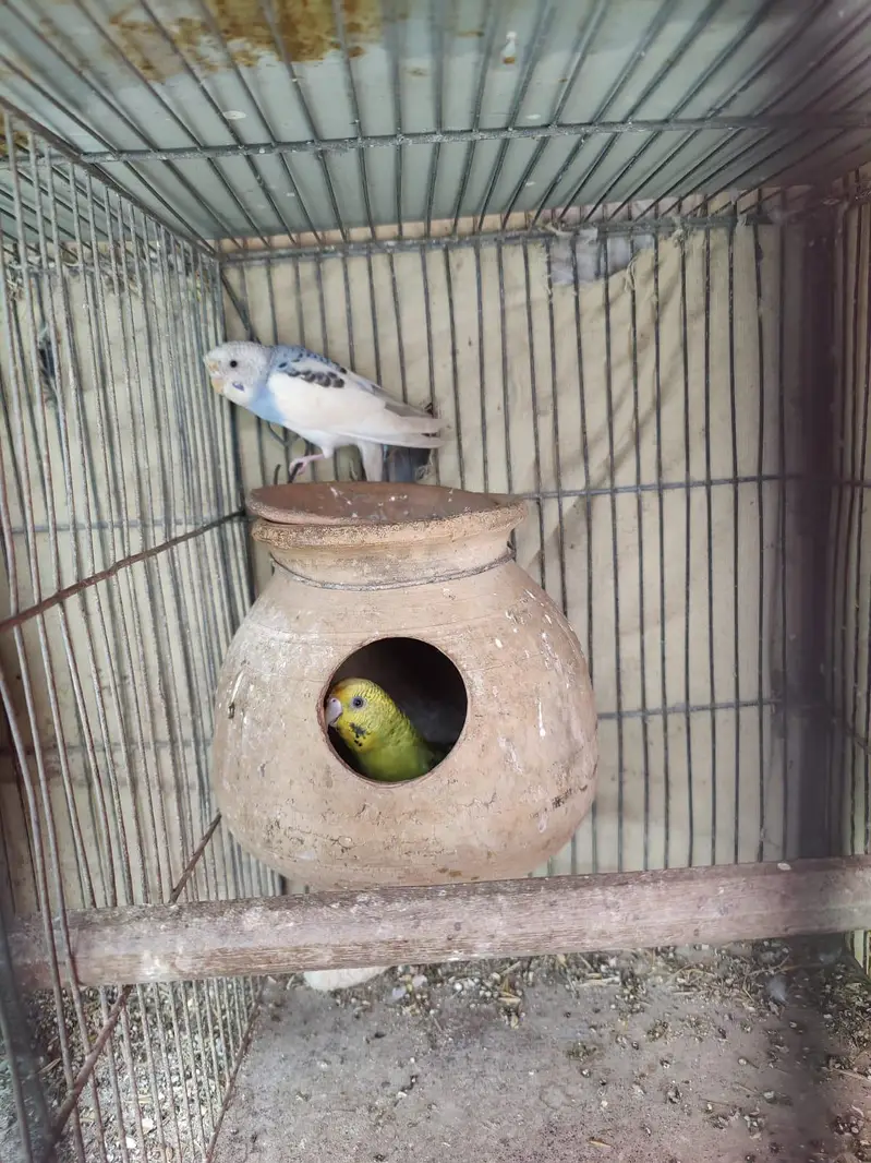 Australian parrot for sale — photo 3