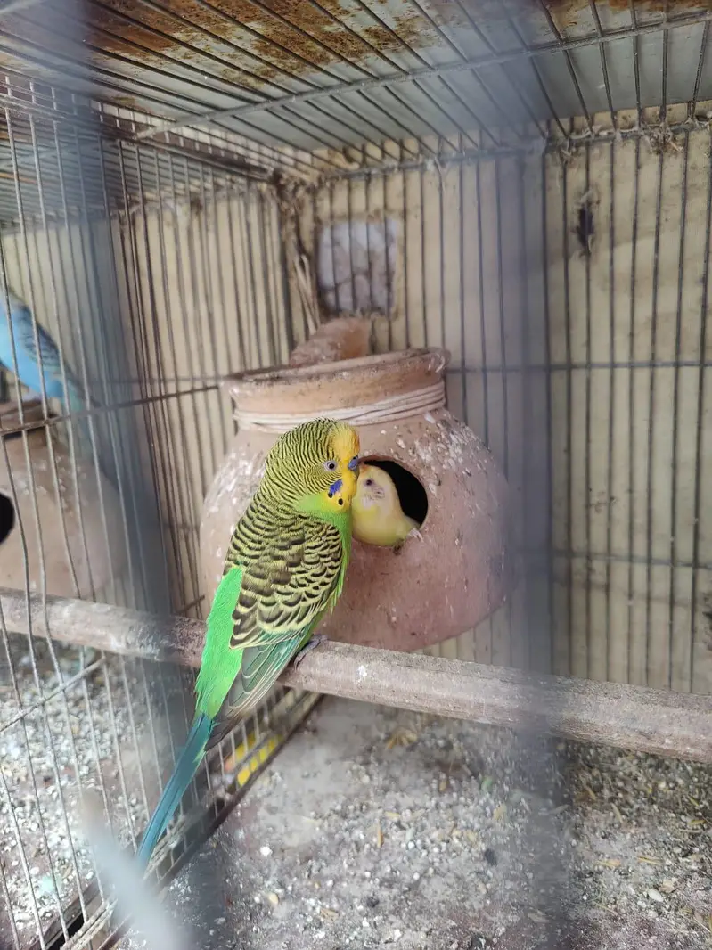Australian parrot for sale — photo 4