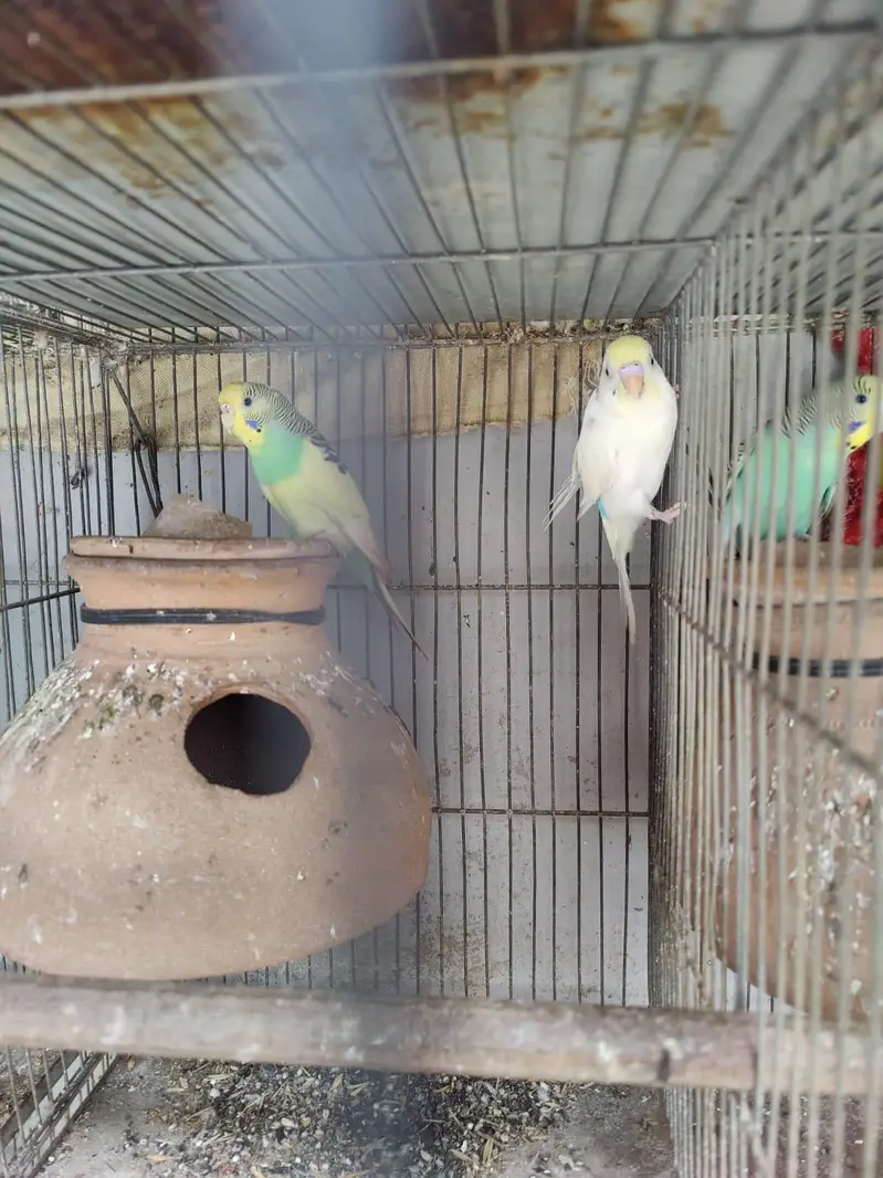 Australian parrot for sale — photo 5
