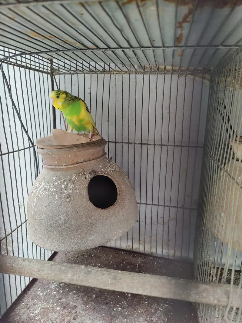 Australian parrot for sale — photo 6