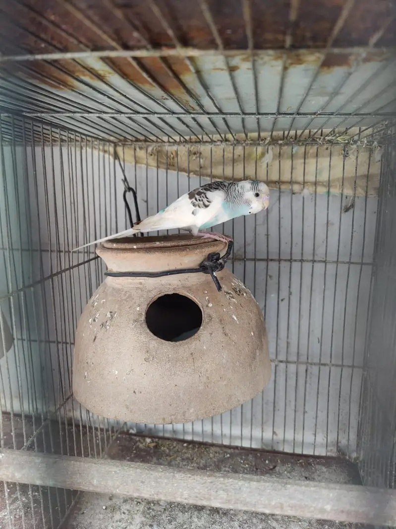 Australian parrot for sale — photo 7