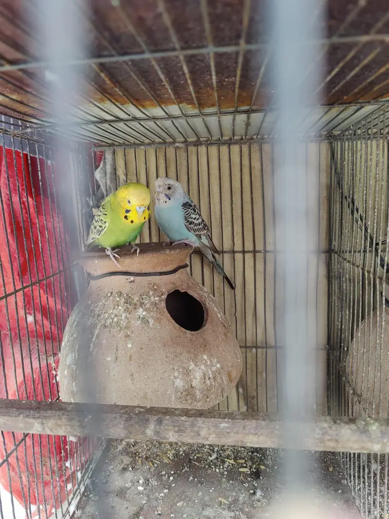 Australian parrot for sale — photo 8